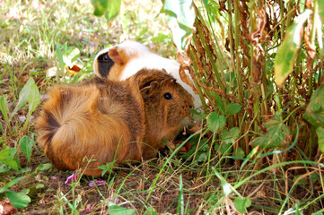 guinea pig walks in the fresh air and eating green grass