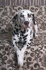 White and liver spotted Dalmatian dog posing indoors lying down on a brown couch