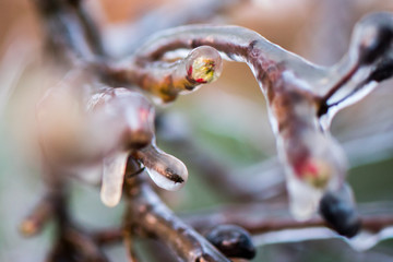 Vereiste Ästen und Blüten von Apfelbäumen gegen Nachtfrost