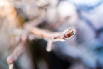 Vereiste Ästen und Blüten von Apfelbäumen gegen Nachtfrost