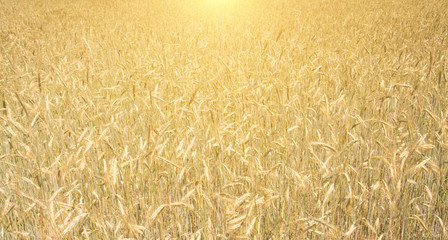 wheat field background