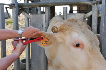Pose d'une boucle électronique sur une vache de race blonde d'Aquitaine dans un parc de contention