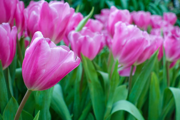 Tulip flowers in summer at garden