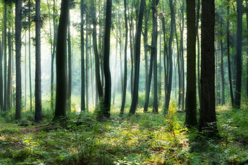 Fototapeta premium Słoneczny poranek w zielonym lesie