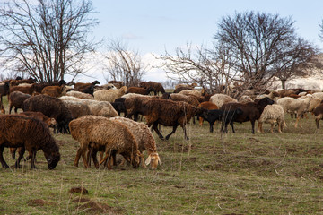 A flock of sheep grazes in nature. Countryside, farming. Natural rustic background