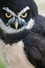 Spectacled Owl