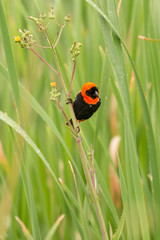 Euplecte ignicolore,.Euplectes orix, Southern Red Bishop, màle, Afrique du Sud
