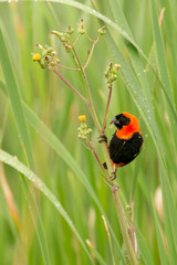 Euplecte ignicolore,.Euplectes orix, Southern Red Bishop, màle, Afrique du Sud