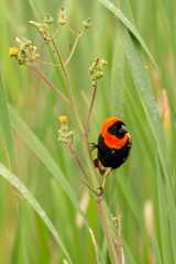 Euplecte ignicolore,.Euplectes orix, Southern Red Bishop, màle, Afrique du Sud