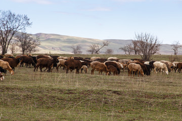Fototapeta na wymiar A flock of sheep grazes in nature. Countryside, farming. Natural rustic background