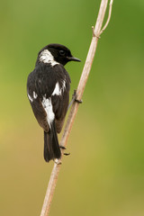 Tarier pâtre, Traquet pâtre, Saxicola rubicola,  European Stonechat, màle