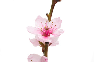 sakura flowers isolated