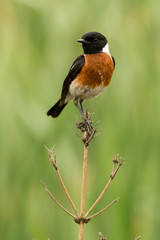 Fototapeta premium Tarier pâtre, Traquet pâtre, Saxicola rubicola, European Stonechat, màle