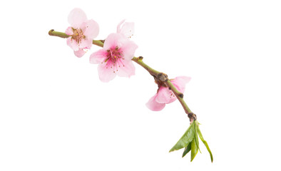 Obraz premium sakura flowers isolated
