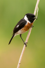 Tarier pâtre, Traquet pâtre, Saxicola rubicola,  European Stonechat, màle