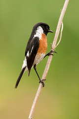 Tarier pâtre, Traquet pâtre, Saxicola rubicola,  European Stonechat, màle