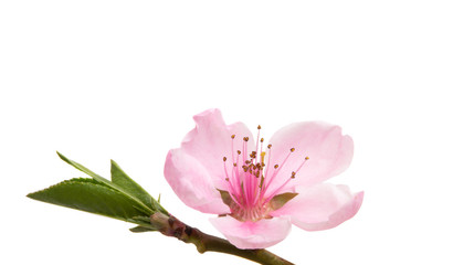 Obraz premium sakura flowers isolated