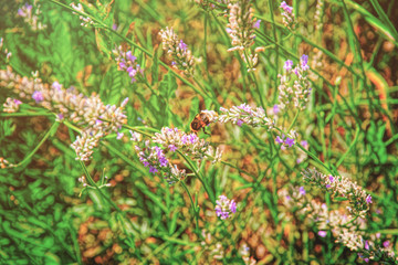 Lavender at inner yard of Yverdon in Switzerland summer