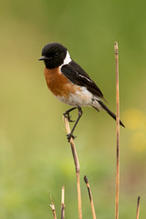 Tarier pâtre, Traquet pâtre, Saxicola rubicola,  European Stonechat, màle