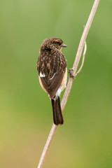 Tarier pâtre, Traquet pâtre, Saxicola rubicola,  European Stonechat, femelle