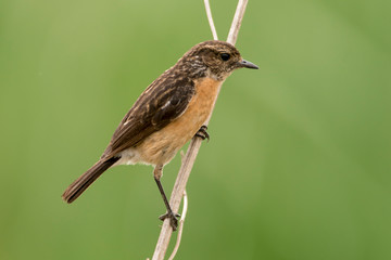 Tarier pâtre, Traquet pâtre, Saxicola rubicola,  European Stonechat, femelle