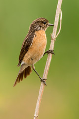 Tarier p&acirc;tre, Traquet p&acirc;tre, Saxicola rubicola,  European Stonechat, femelle