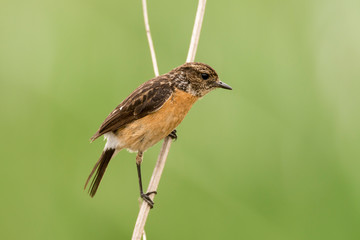 Tarier pâtre, Traquet pâtre, Saxicola rubicola,  European Stonechat, femelle