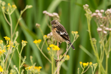 Tarier pâtre, Traquet pâtre, Saxicola rubicola,  European Stonechat, femelle