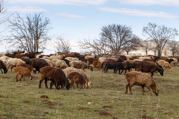 A flock of sheep grazes in nature. Countryside, farming. Natural rustic background