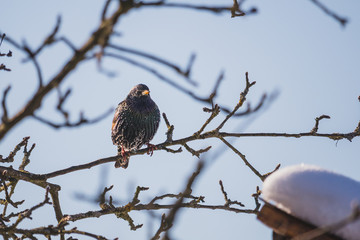 starling sitting on a tree branch, near a birdhouse, in winter