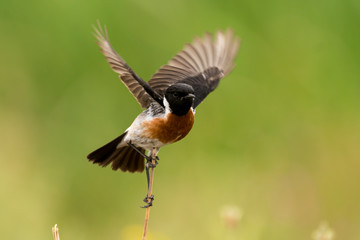 Tarier pâtre, Traquet pâtre, Saxicola rubicola,  European Stonechat, màle