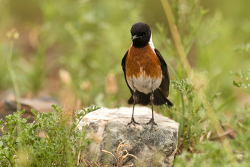 Tarier pâtre, Traquet pâtre, Saxicola rubicola,  European Stonechat, màle
