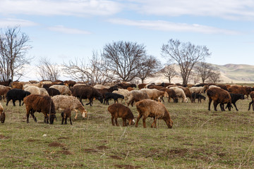 Fototapeta na wymiar A flock of sheep grazes in nature. Countryside, farming. Natural rustic background