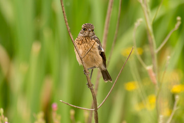 Tarier pâtre, Traquet pâtre, Saxicola rubicola,  European Stonechat