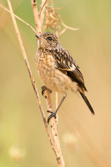Tarier pâtre, Traquet pâtre, Saxicola rubicola,  European Stonechat