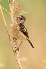 Tarier pâtre, Traquet pâtre, Saxicola rubicola,  European Stonechat