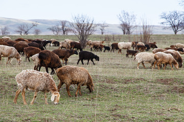 A flock of sheep grazes in nature. Countryside, farming. Natural rustic background