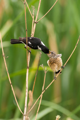 Tarier pâtre, Traquet pâtre, Saxicola rubicola,  European Stonechat, màle et jeune