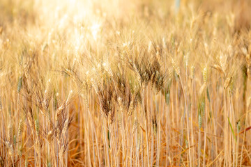 Wheat crop field. Ears of golden wheat close up. Ripening ears of wheat field background. Rich harvest Concept.