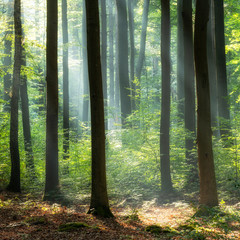 Sunny morning in green forest