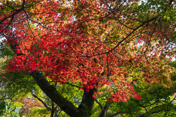 Colorful autumn leaves in the garden