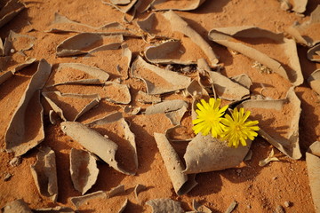 Yellow flowers blooming on dry desert soil. New life beginnings and symbol of hope after a storm.
