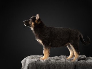 puppy on a dark background. mixed dog. cute pet in the studio