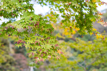 Autumn leaves in the sun light
