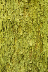 Maple tree bark, homogeneous natural background texture
