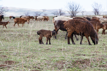 A flock of sheep grazes in nature. Countryside, farming. Natural rustic background
