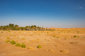 Fototapeta na wymiar Oasis in Rub al Khali the empty quarter between Oman and Saudi Arabia near Salalah