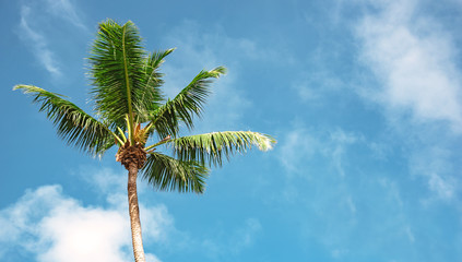 Coconut palm tree perspective view from floor high up, space for text