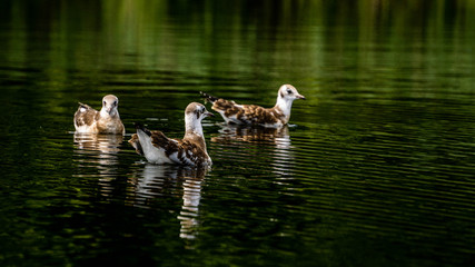 Baby Vogel auf dem See