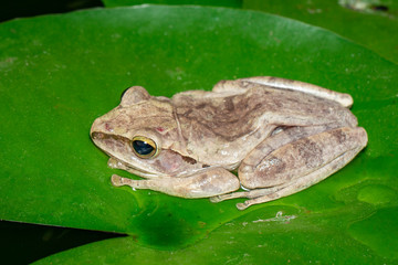 Image of Common tree frog, four-lined tree frog, golden tree frog, (Polypedates leucomystax) on the lotus leaf. Animal. Amphibians.